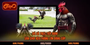Đá gà trực tiếp