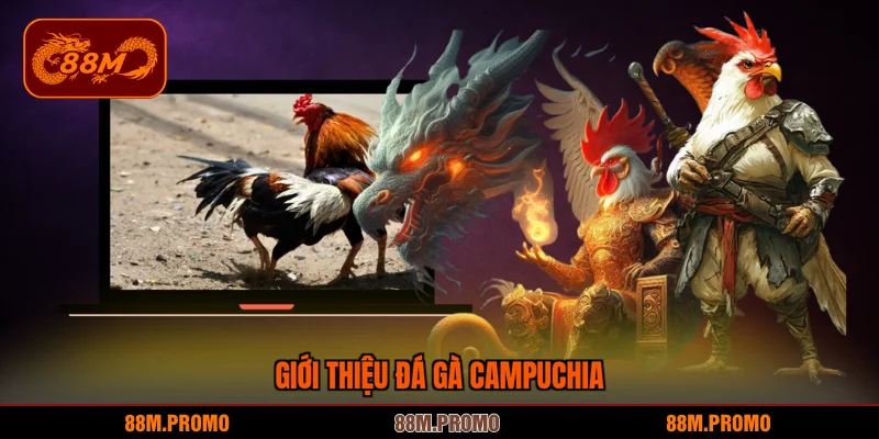 Giới thiệu đá gà Campuchia