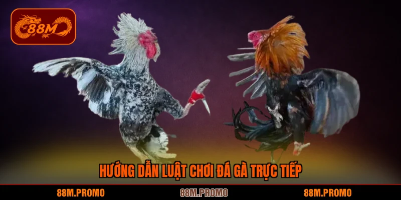 Hướng dẫn luật chơi của đá gà trực tiếp
