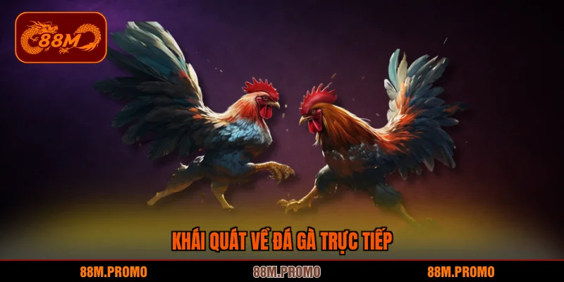 Khái quát về đá gà trực tiếp