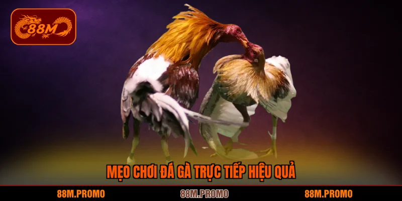 Mẹo chơi đá gà trực tiếp hiệu quả 99%